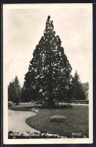 AK Gleichenberg, Partie am Wellingtonia