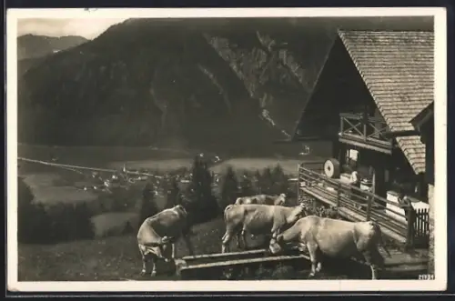 AK Bayrischzell, Zellerniederalm mit Kühen