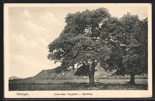 AK Tübingen, Tiergarten und Spitzberg mit Lindenallee