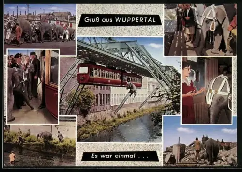 AK Wuppertal, Schwebebahn, Elefant Tuffi, Wuppersprung 1950