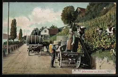 AK Zürichsee, Winzer bei der Weinlese
