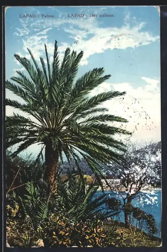 AK Lapad, Des palmes