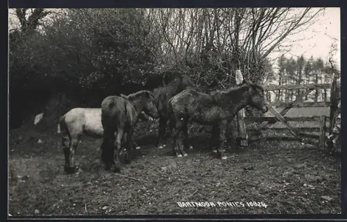 AK Dartmoor, Ponies