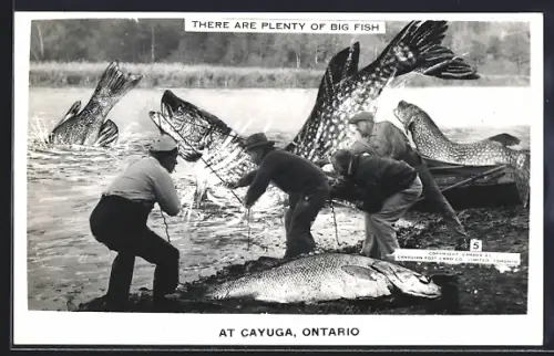 AK Cayuga /Ontario, Männer ziehen riesige Fische an Land