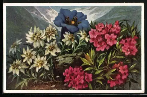 Künstler-AK Edelweiss, Enzian und Alpenrose
