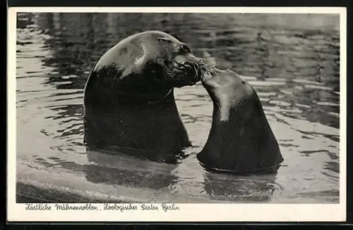 AK Berlin, Zoologischer Garten, Zärtliche Mähnenrobben