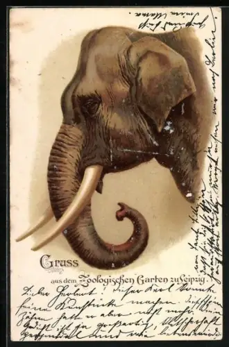 Lithographie Kopf eines Indischen Elefanten