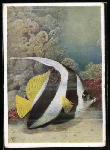 AK Berlin, Wimpelfisch im Aquarium