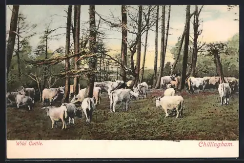 AK Chillingham, Wild Cattle