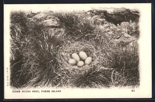 AK Farne Island, Eider Ducks Nest