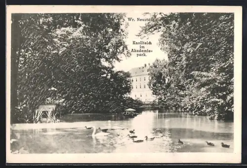 AK Wr. Neustadt, Knollteich im Akademiepark