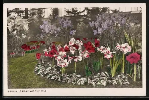 AK Berlin, Grüne Woche 1952