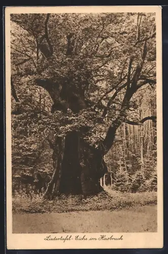 AK Hasbruch, Liedertafel-Eiche