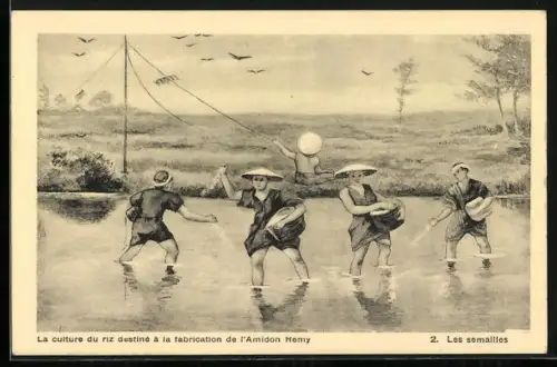 AK La culture du riz destiné á la fabrication de l`Amidon Remy, Les semailles, Reisaussaat