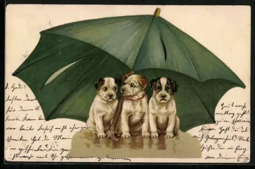 Künstler-AK Drei Welpen unter einem Regenschirm