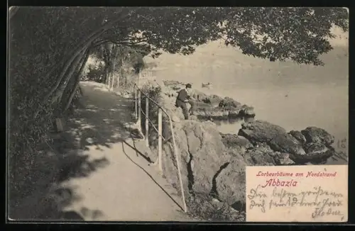 AK Abbazia, Lorbeerbäume am Nordstrand