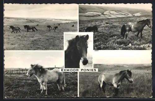 AK Exmoor, Exmoor Ponies on the fields