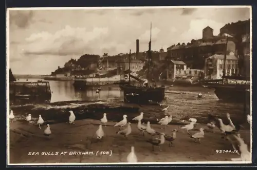 AK Brixham, Sea Gulls at Brixham