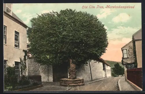 AK Moretonhampstead, Old Elm Tree