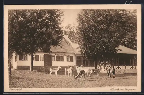 AK Braunfels, am Hirschheim im Tiergarten