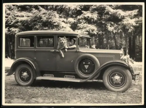 Fotografie Auto Adler, Junge schaut mit seinem Hund aus dem Fenster