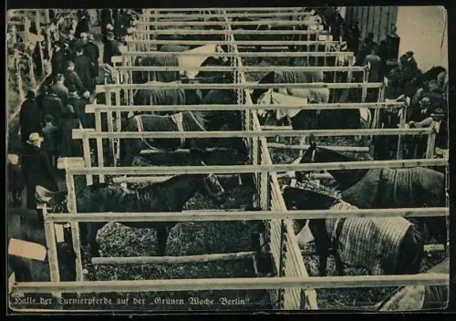 AK Berlin, Grüne Woche 1935, Halle der Turnierpferde