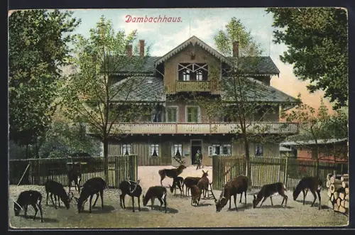 AK Thale, Dambachhaus, Wildfütterung