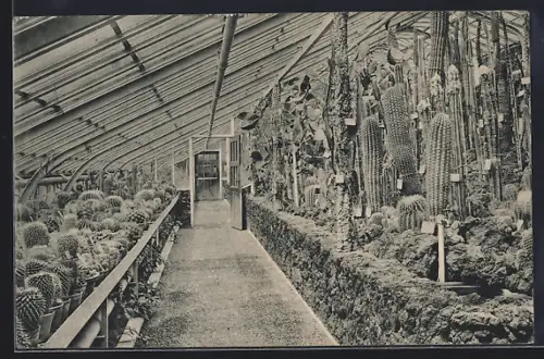 AK Dahlem /Steglitz, Königl. Botanischer Garten, Gewächshäuser: Kakteenhaus
