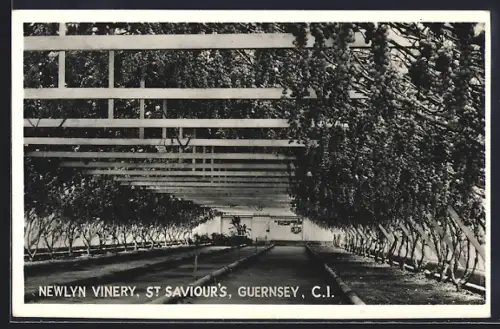 AK St. Saviour`s /Guernsey, Newlyn Vinery
