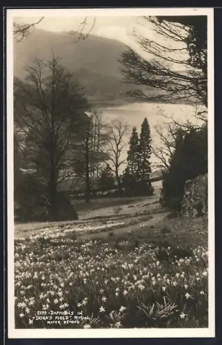 AK Rydal, Daffodils in Dora`s Field