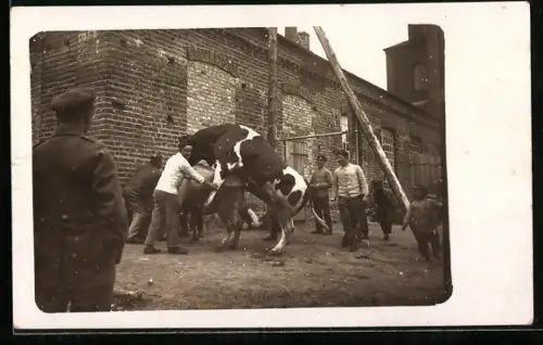Foto-AK Ochse besteigt eine Kuh