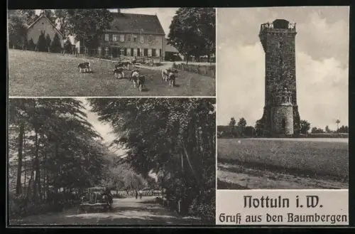 AK Nottuln i. W., Gesamtansicht Turm, Kühe auf der Weide und Strassenpartie im Ort