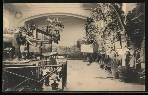 AK Gand, Exposition Universelle de Gand 1913, Eléphant d`Afrique chargeant