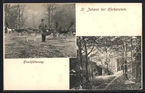 AK St. Johann bei Herberstein, Hirschfütterung, Weg im Wald