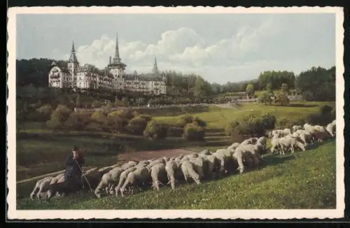 AK Zürich, Dolder Grand Hotel mit Golf Links, Schäfer und Schafherde