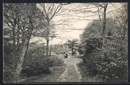 AK Hockley, Scene in Hockley Woods