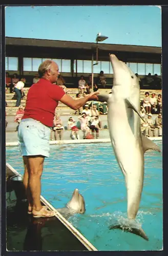 AK Clacton-on-Sea, Dolphin show