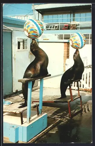 AK Clacton-on-Sea, Seal show