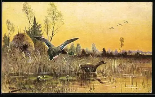 Künstler-AK M.Müller jun.: Enten am Schilf