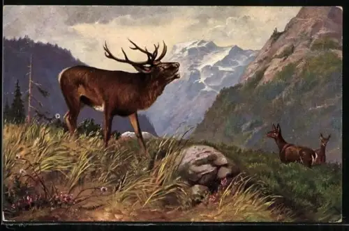 AK Brüllender Hirsch und Rehe