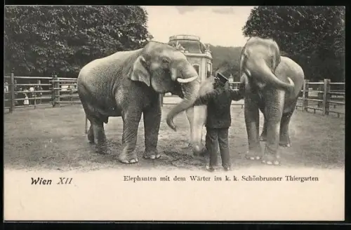 AK Wien, Elefanten mit dem Wärter im Schönbrunner Thiergarten