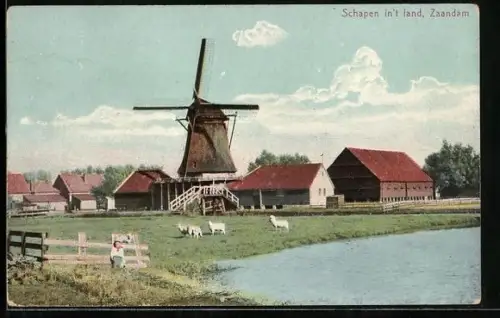 AK Zaandam, Schapen in`t land