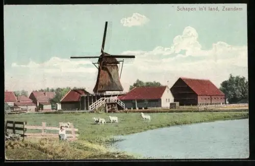 AK Zaandam, Schapen in`t land