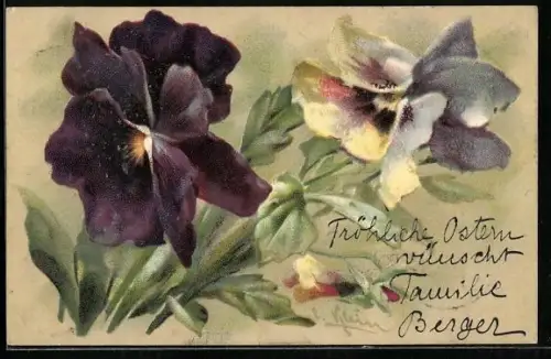 Künstler-AK Catharina Klein: Violette Stiefmütterchen in Blüte