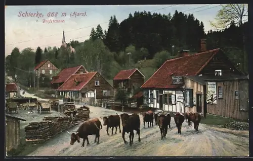 AK Schierke /Harz, Dorfstrasse mit Viehtrieb