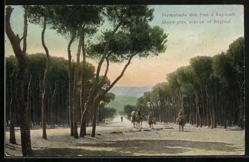 AK Beyrouth, Promenade des Pins, Stone-pine avenue