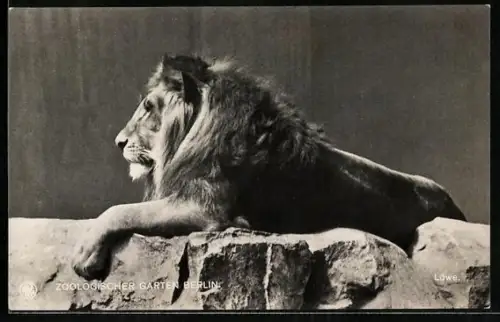 AK Berlin, Zoologischer Garten, Löwe, Portrait
