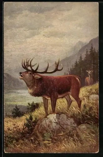 Ölgemälde-Imitations-AK Degi: Röhrender Hirsch / Cerf bramant