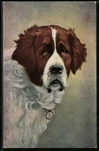 Künstler-AK Portrait eines Bernhardiners