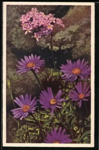 AK Alpenaster, Aster alpinus